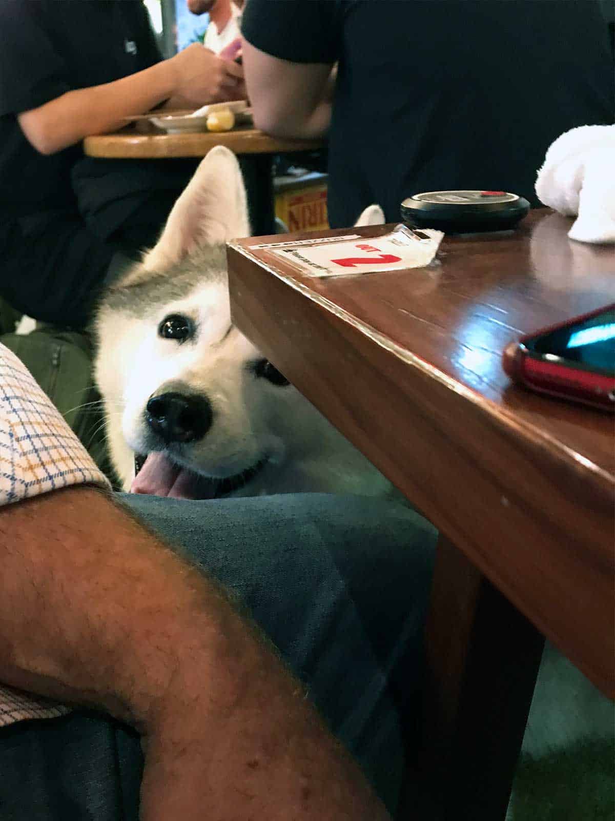 Harley with a big smile on her face at dog friendly Nakano Darling in Sydney.