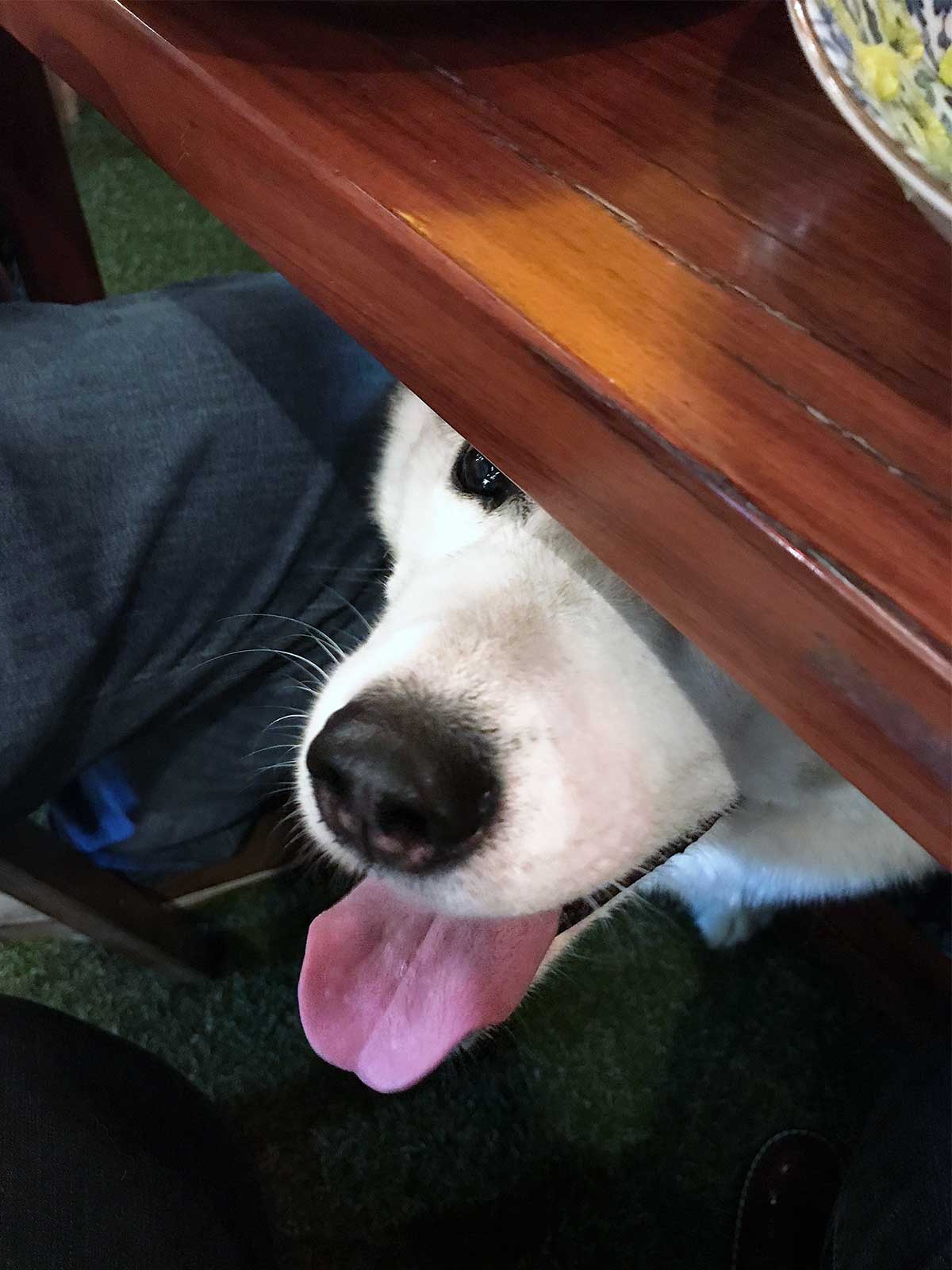 Harley sticking her head out from under the table at Nakano Darling.