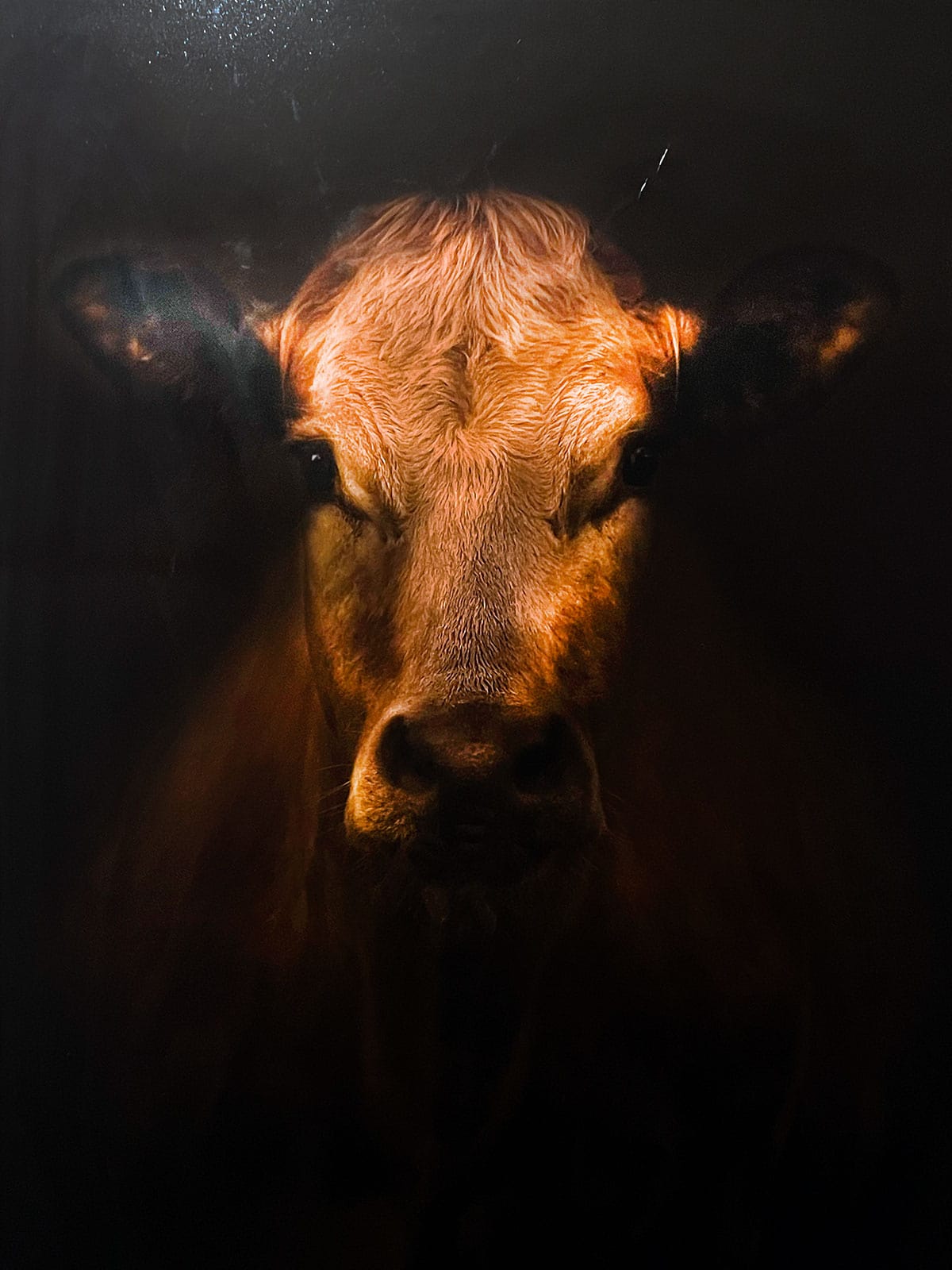 moody and dark painting of a cow.